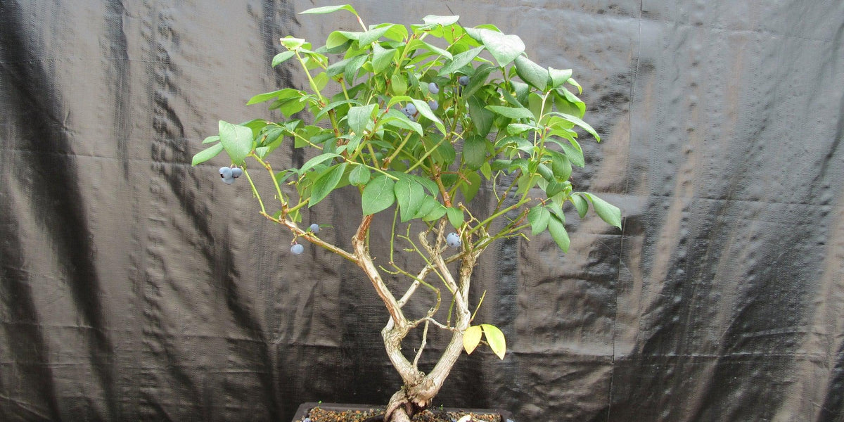 bonsai blueberry tree 24 Year Old Fruiting Blueberry Specimen Bonsai Tree