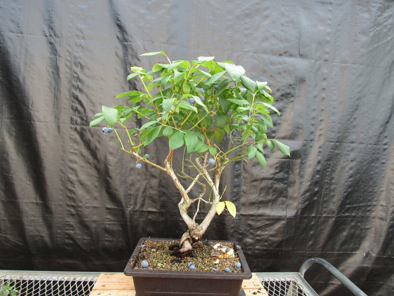24 Year Old Fruiting Blueberry Specimen Bonsai Tree