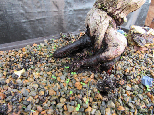how to grow a bonsai tree from seed All-in-One Bonsai Tree Seed Bank main image 0