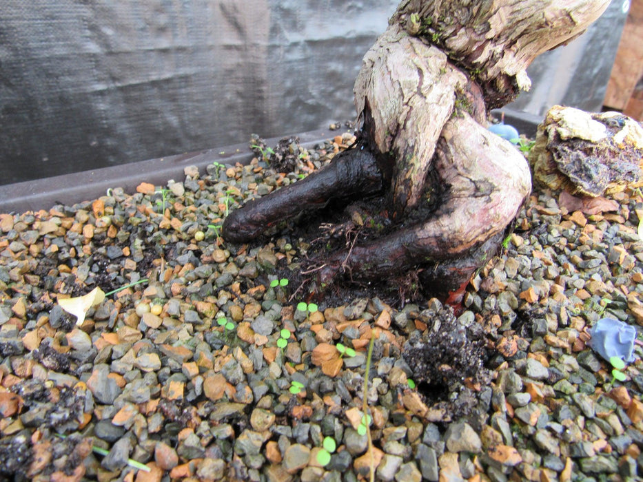 24 Year Old Fruiting Blueberry Specimen Bonsai Tree Roots