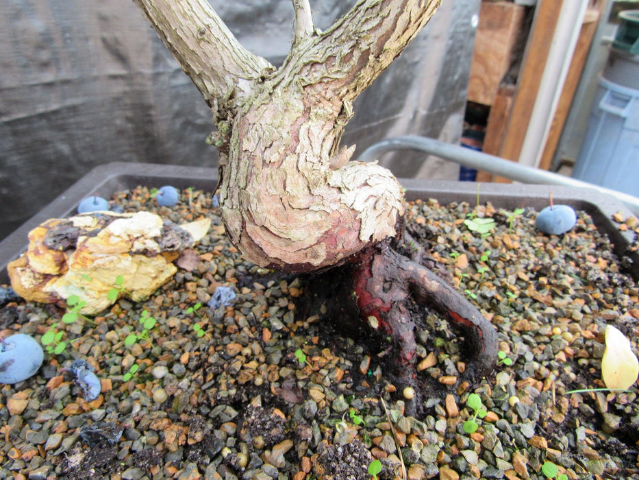 24 Year Old Fruiting Blueberry Specimen Bonsai Tree Twisted Aged Bark