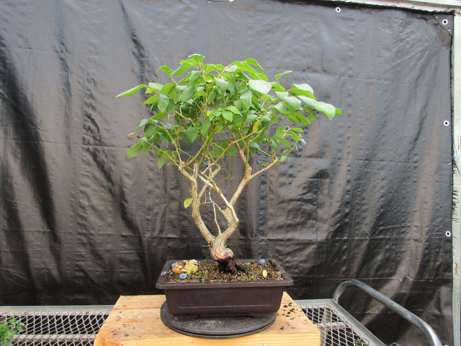 24 Year Old Fruiting Blueberry Specimen Bonsai Tree Back