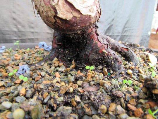bonsai blueberry tree 24 Year Old Fruiting Blueberry Specimen Bonsai Tree