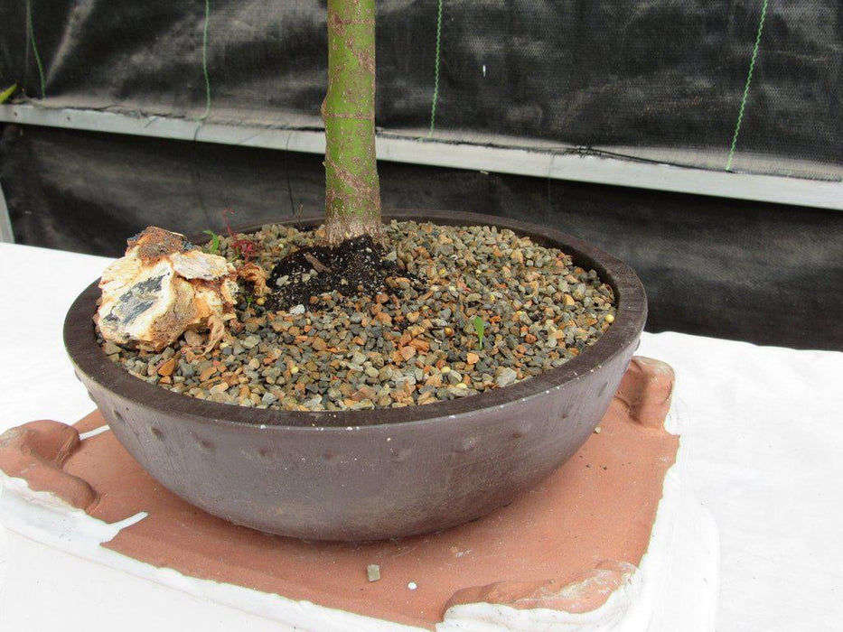 24 Year Old Green Japanese Maple Bonsai Tree Pot