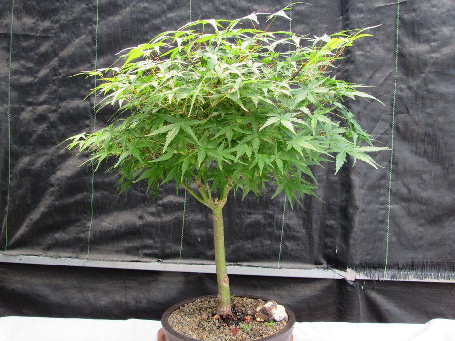 24 Year Old Green Japanese Maple Bonsai Tree Top