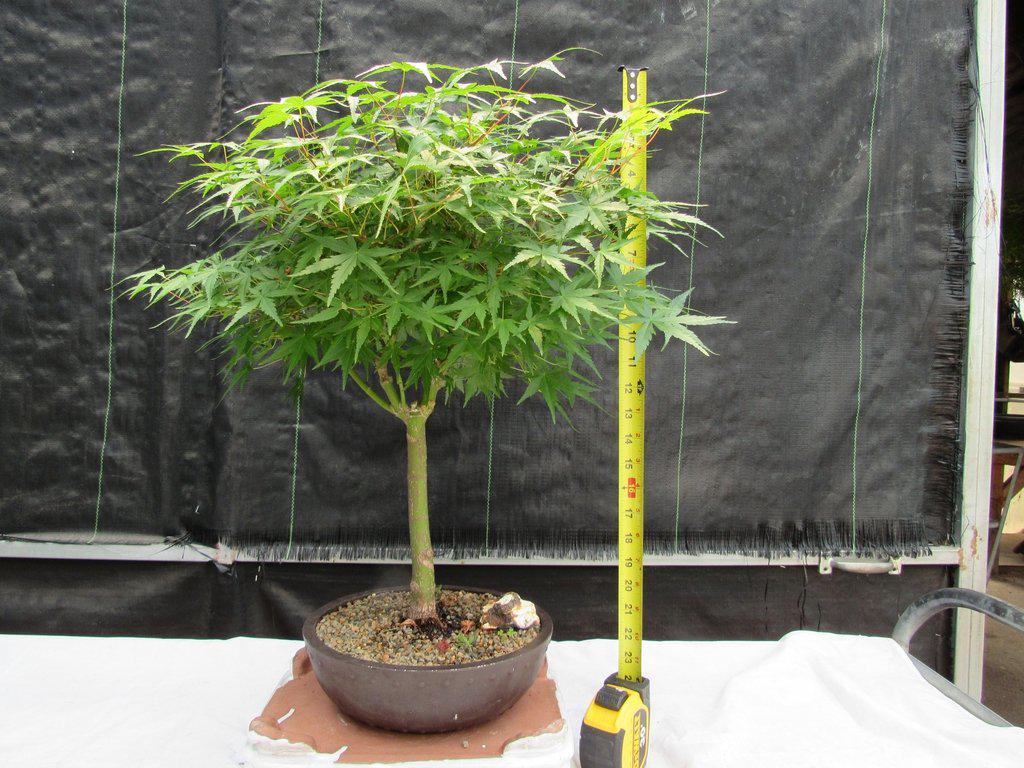 24 Year Old Green Japanese Maple Bonsai Tree Height