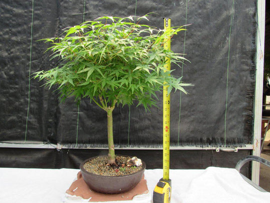 24 Year Old Green Japanese Maple Bonsai Tree