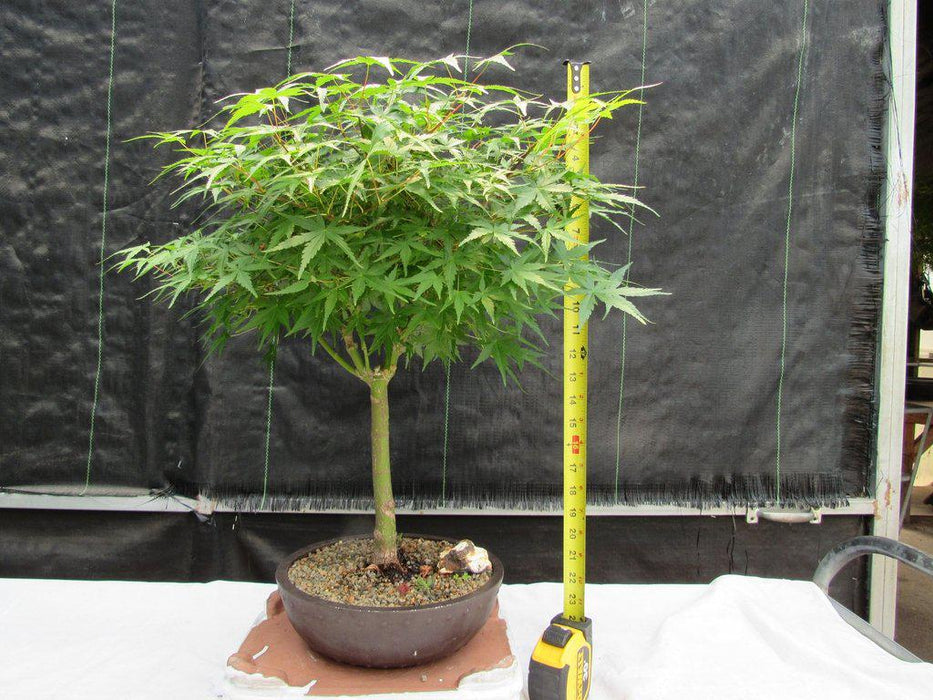 24 Year Old Green Japanese Maple Bonsai Tree Height