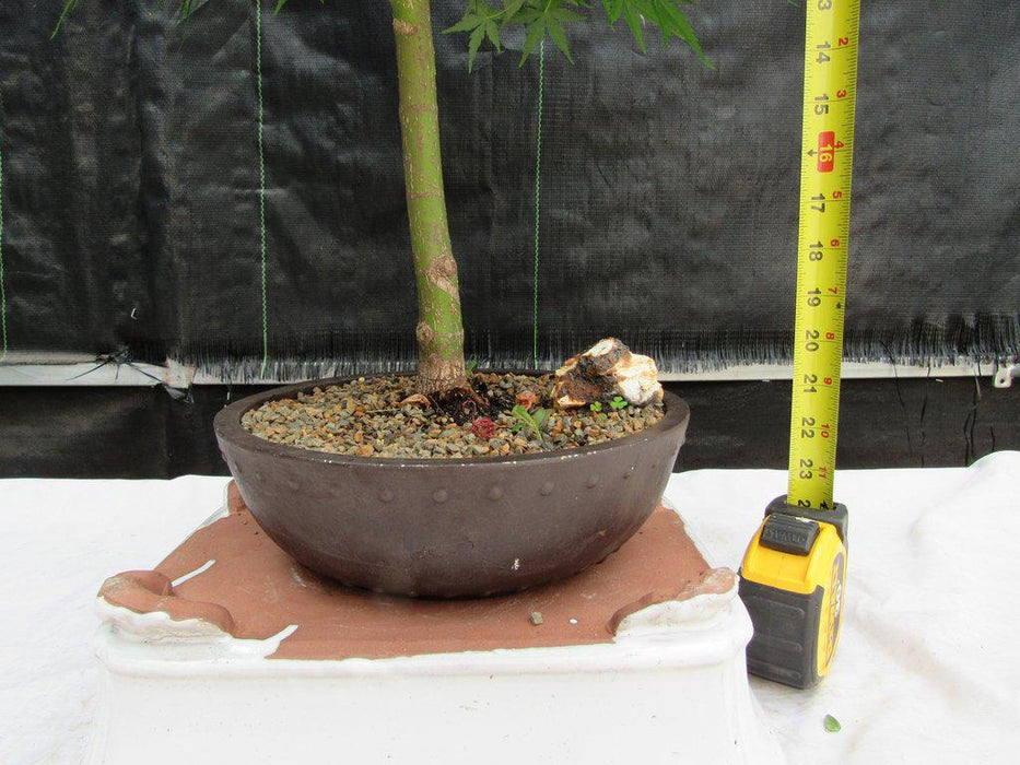 24 Year Old Green Japanese Maple Bonsai Tree Size