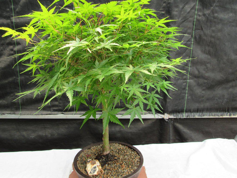 24 Year Old Green Japanese Maple Bonsai Tree Back