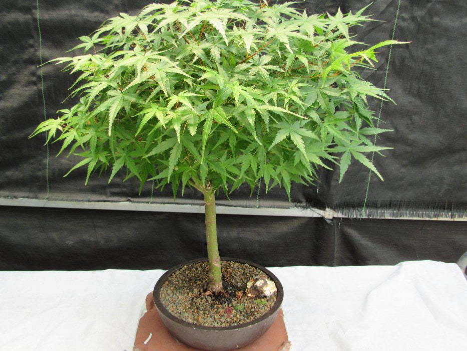 24 Year Old Green Japanese Maple Bonsai Tree Canopy