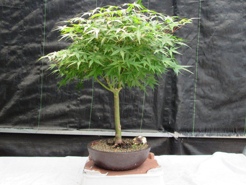 green maple bonsai tree 24 Year Old Green Japanese Maple Bonsai Tree