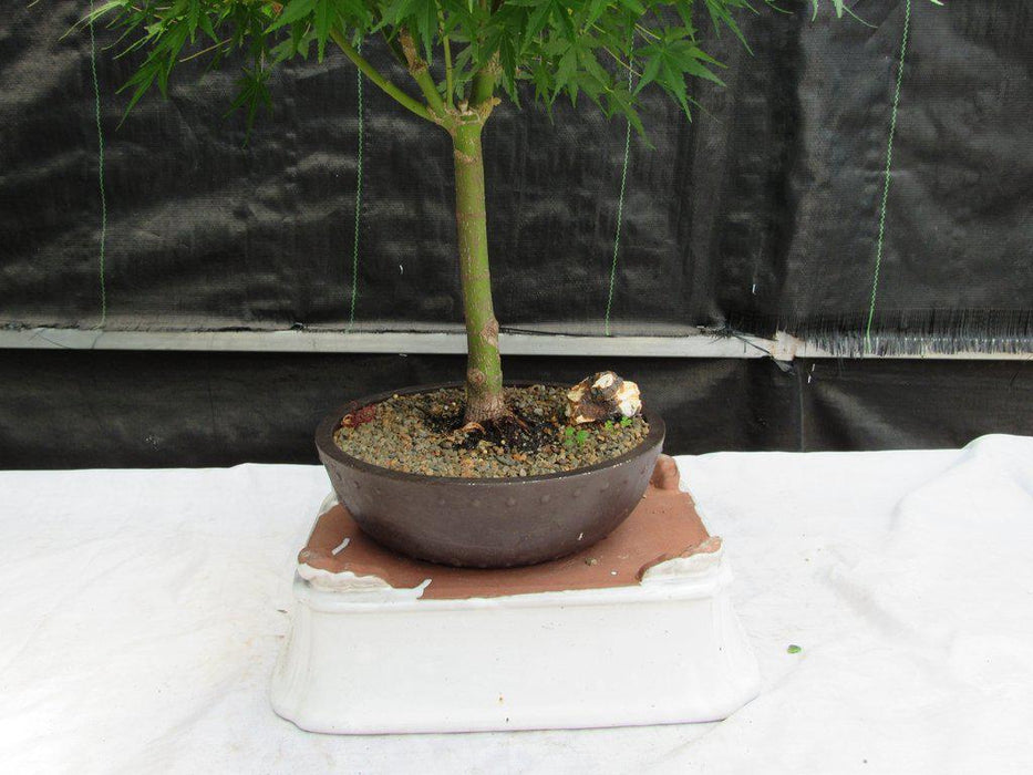 24 Year Old Green Japanese Maple Bonsai Tree Trunk