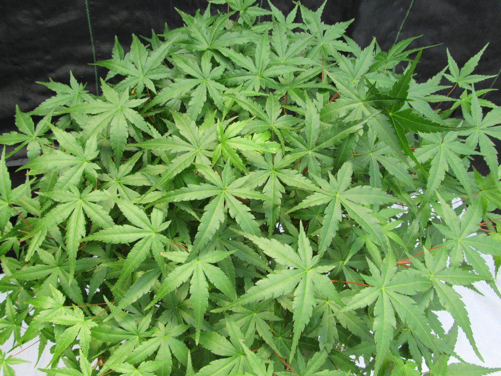 24 Year Old Green Japanese Maple Bonsai Tree Foliage