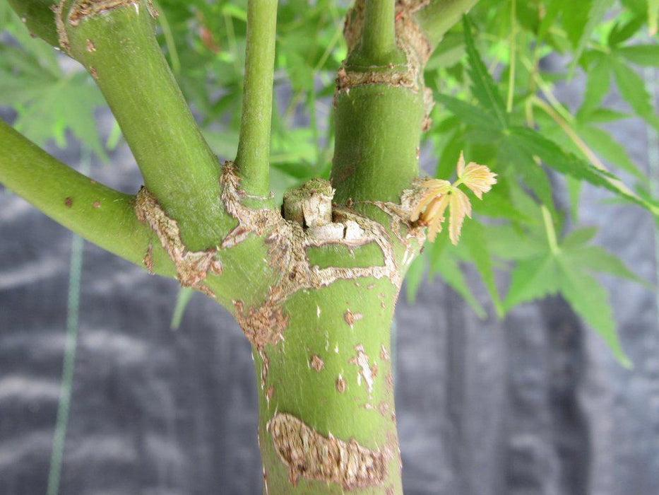 24 Year Old Green Japanese Maple Bonsai Tree Branches