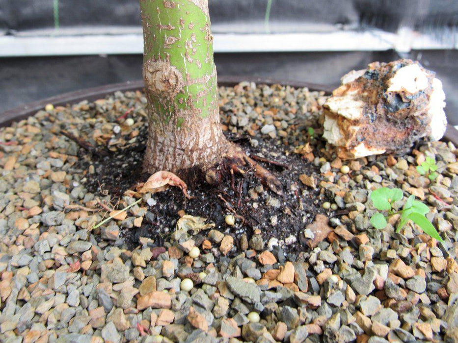 24 Year Old Green Japanese Maple Bonsai Tree Bark