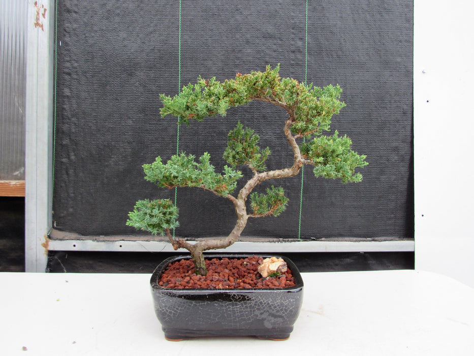 24 Year Old Juniper Specimen Leaning Literati Bonsai Tree Profile