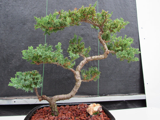bonsai tree leaning 24 Year Old Juniper Specimen Leaning Literati Bonsai Tree