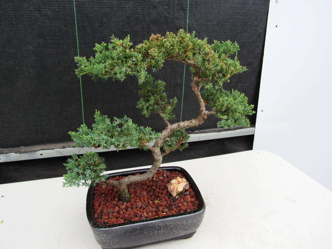 24 Year Old Juniper Specimen Leaning Literati Bonsai Tree Side