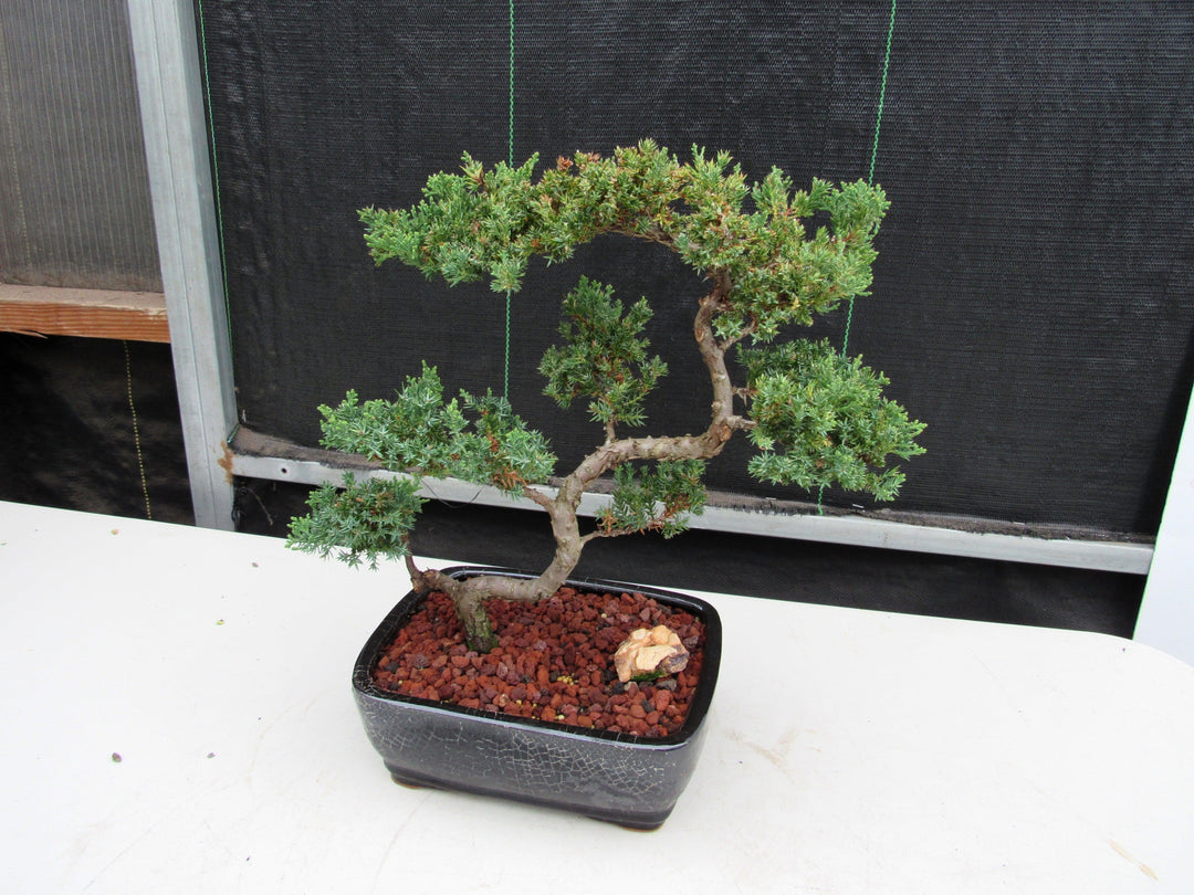 24 Year Old Juniper Specimen Leaning Literati Bonsai Tree Soft Side