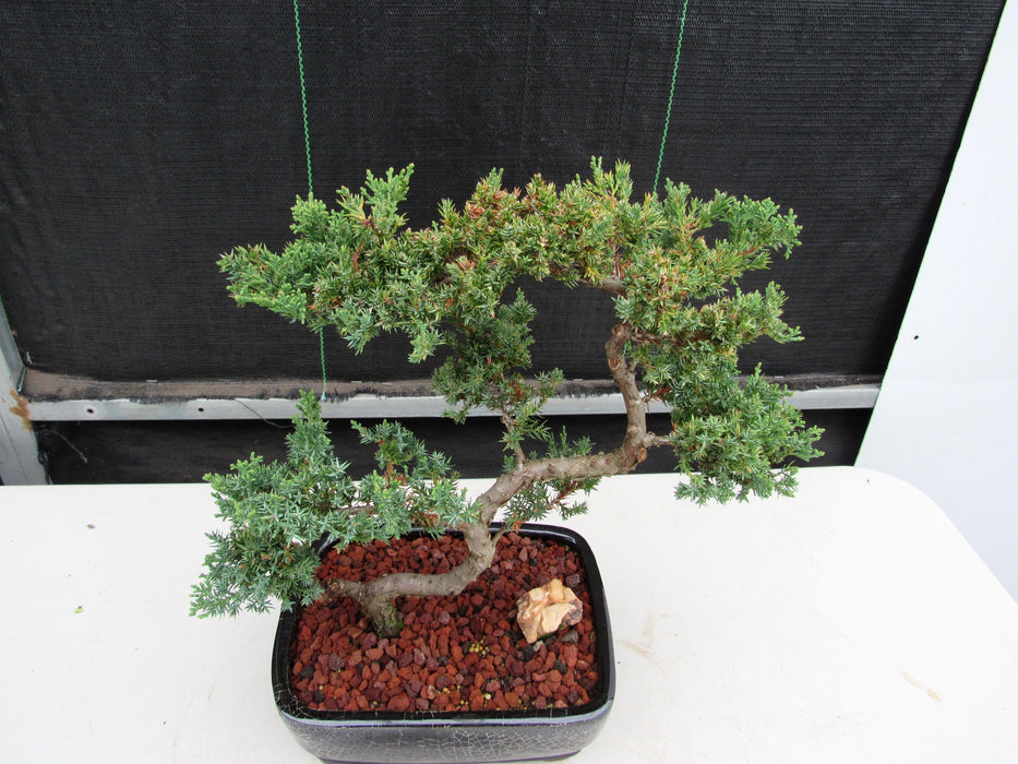 24 Year Old Juniper Specimen Leaning Literati Bonsai Tree Canopy