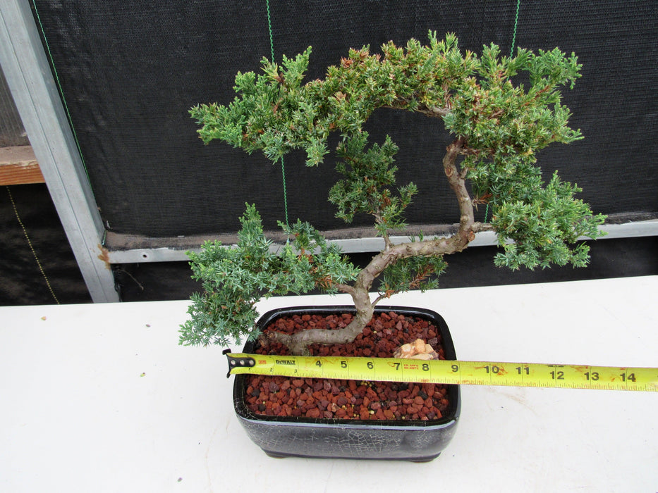 24 Year Old Juniper Specimen Leaning Literati Bonsai Tree Size