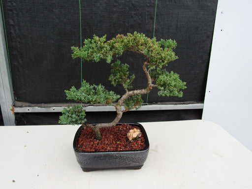 24 Year Old Juniper Specimen Leaning Literati Bonsai Tree