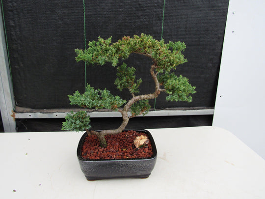 bonsai tree leaning 24 Year Old Juniper Specimen Leaning Literati Bonsai Tree