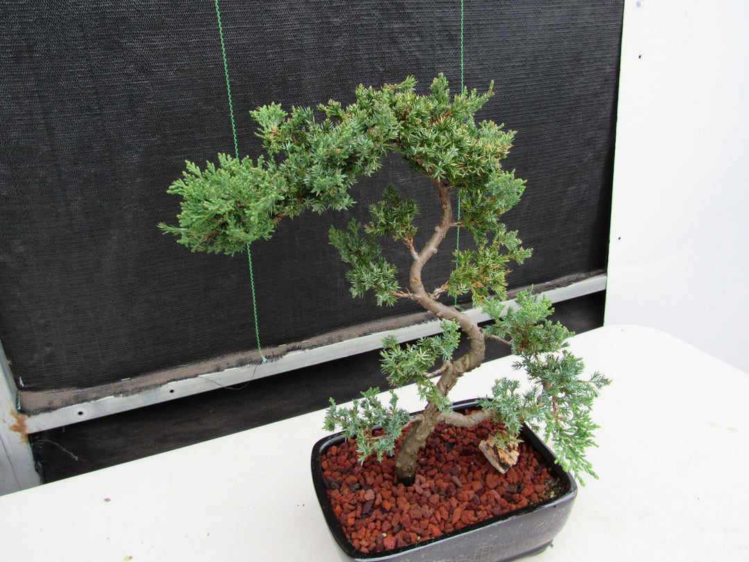 24 Year Old Juniper Specimen Literati Bonsai Tree Side