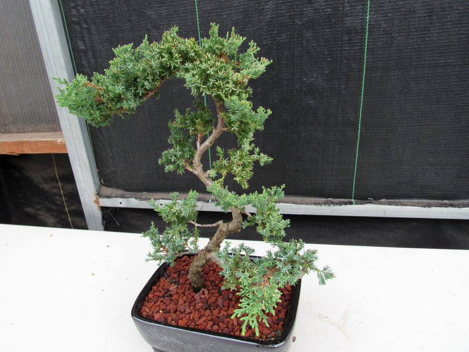 24 Year Old Juniper Specimen Literati Bonsai Tree Soft Side