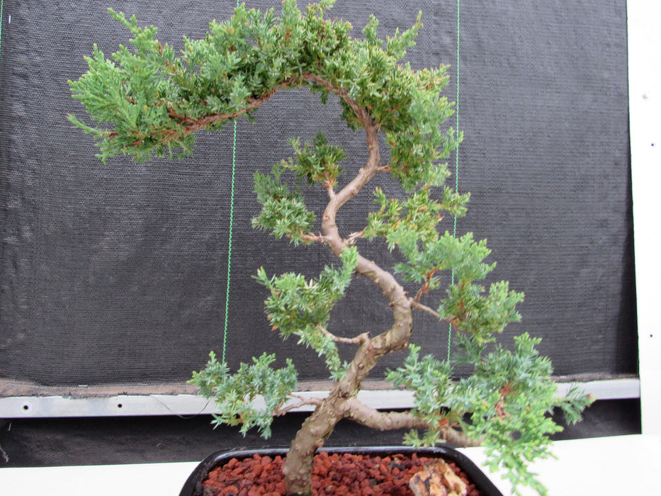 24 Year Old Juniper Specimen Literati Bonsai Tree Unique Shape