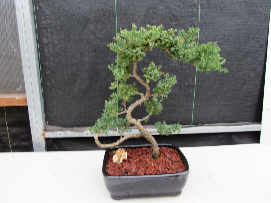 24 Year Old Juniper Specimen Literati Bonsai Tree Back