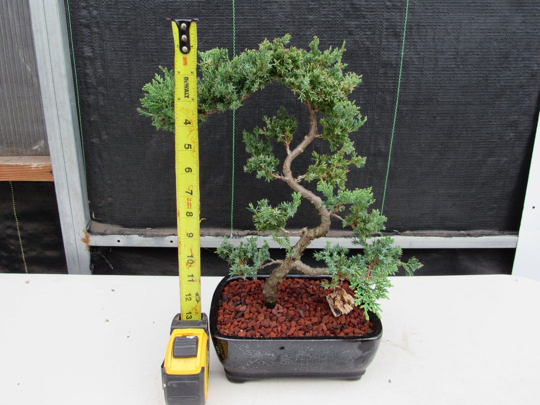 24 Year Old Juniper Specimen Literati Bonsai Tree Height