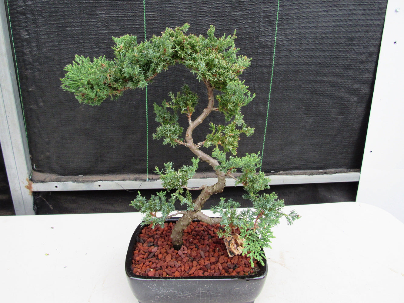 literati bonsai trees 24 Year Old Juniper Specimen Literati Bonsai Tree