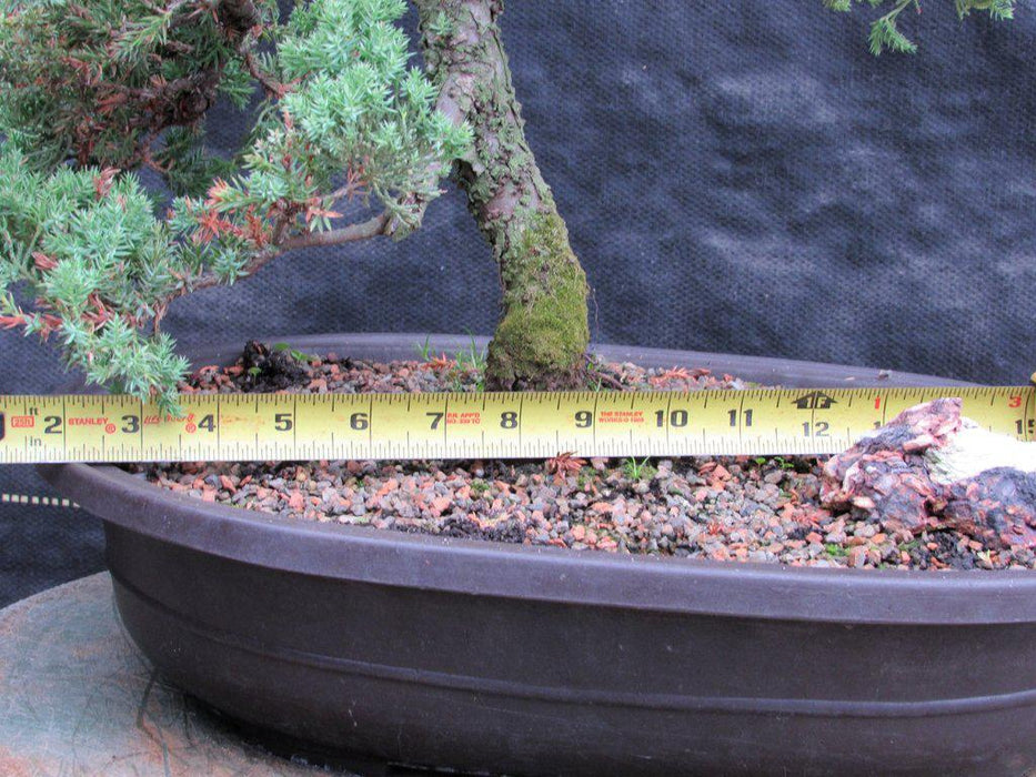 25 Year Old Classic Juniper Specimen Bonsai Tree Trunk Size