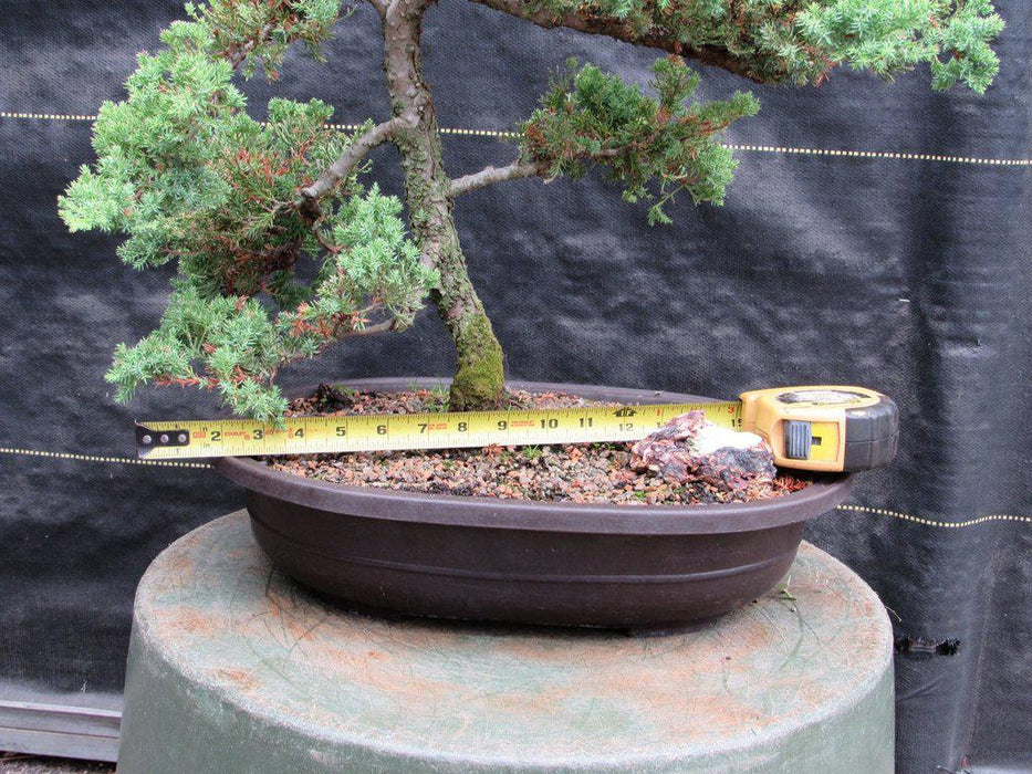 25 Year Old Classic Juniper Specimen Bonsai Tree Width