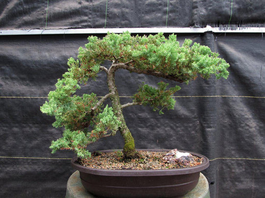 evergreen bonsai tree 25 Year Old Classic Juniper Specimen Bonsai Tree