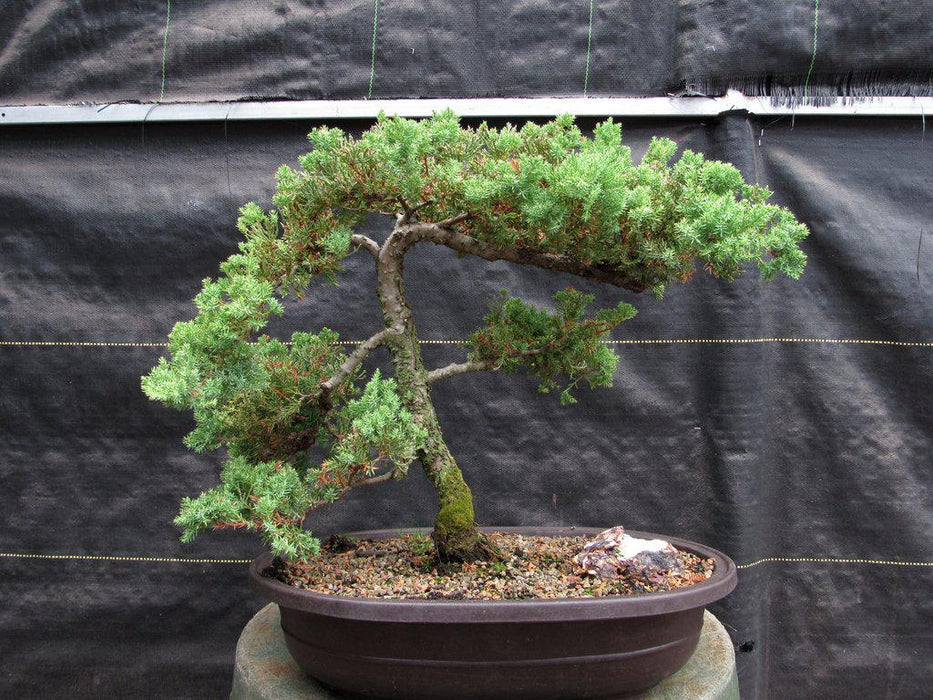 25 Year Old Classic Juniper Specimen Bonsai Tree Profile