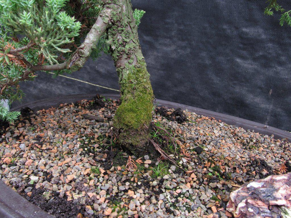 25 Year Old Classic Juniper Specimen Bonsai Tree Moss