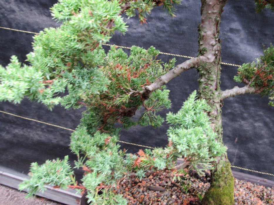 25 Year Old Classic Juniper Specimen Bonsai Tree Bark