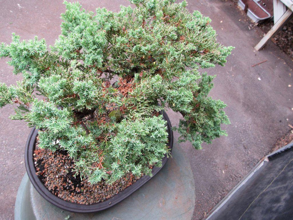 25 Year Old Classic Juniper Specimen Bonsai Tree Canopy