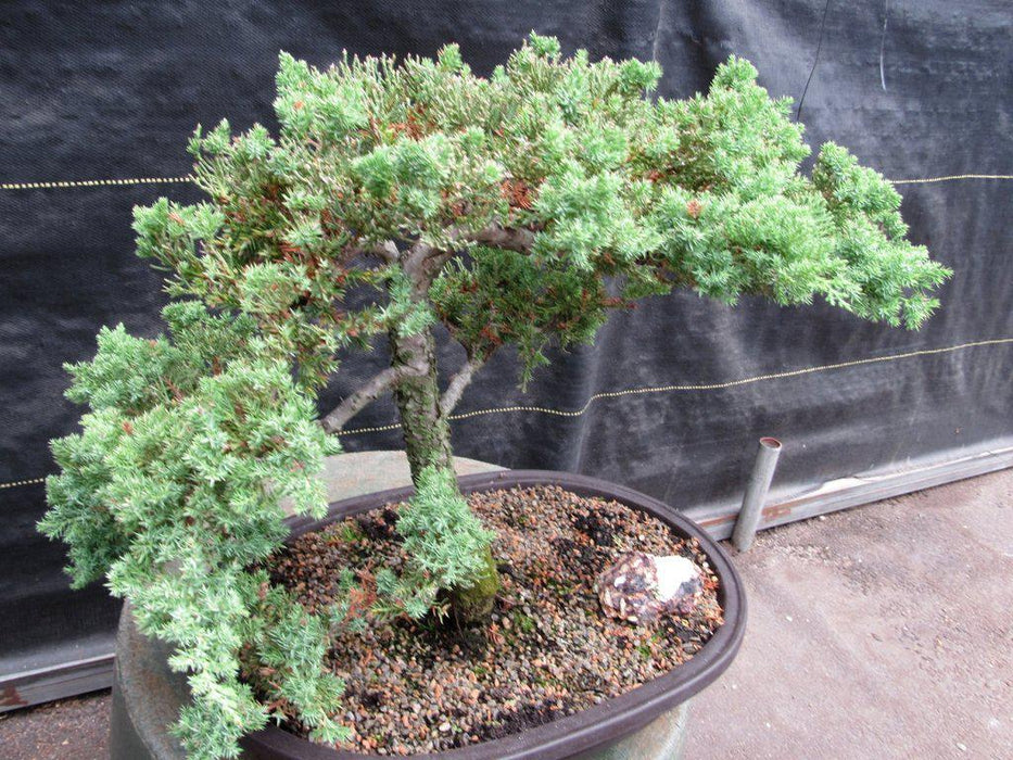 25 Year Old Classic Juniper Specimen Bonsai Tree Alt