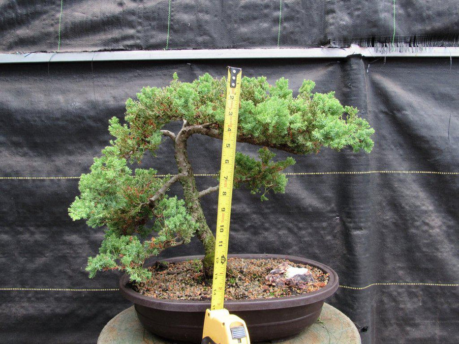25 Year Old Classic Juniper Specimen Bonsai Tree Height