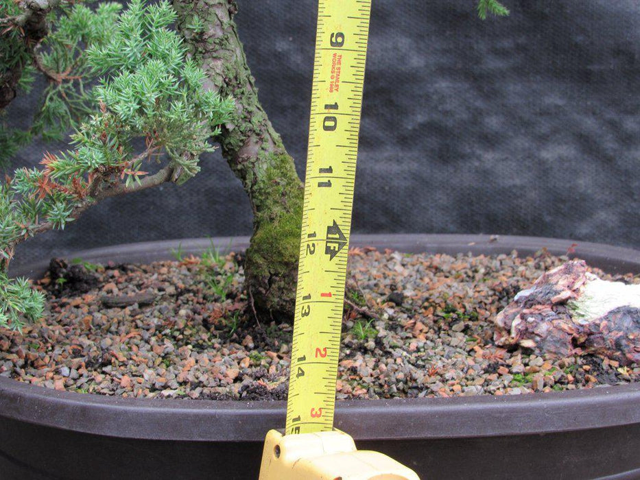 25 Year Old Classic Juniper Specimen Bonsai Tree Size
