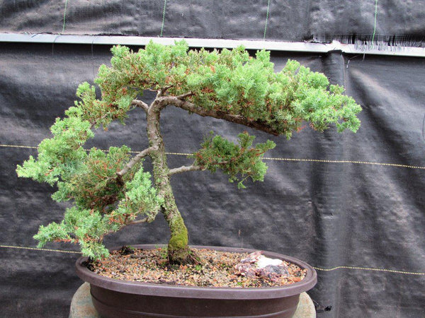 juniper bonsai tree price 25 Year Old Classic Juniper Specimen Bonsai Tree