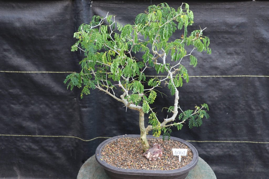 25 Year Old Flowering Brazilian Raintree Specimen Bonsai Tree