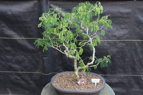 brazilian rainforest tree bonsai 25 Year Old Flowering Brazilian Raintree Specimen Bonsai Tree