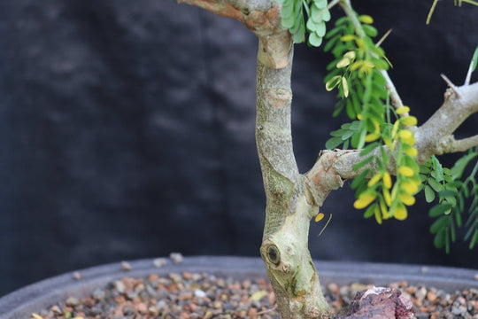 bonsai thorn tree 25 Year Old Flowering Brazilian Raintree Specimen Bonsai Tree