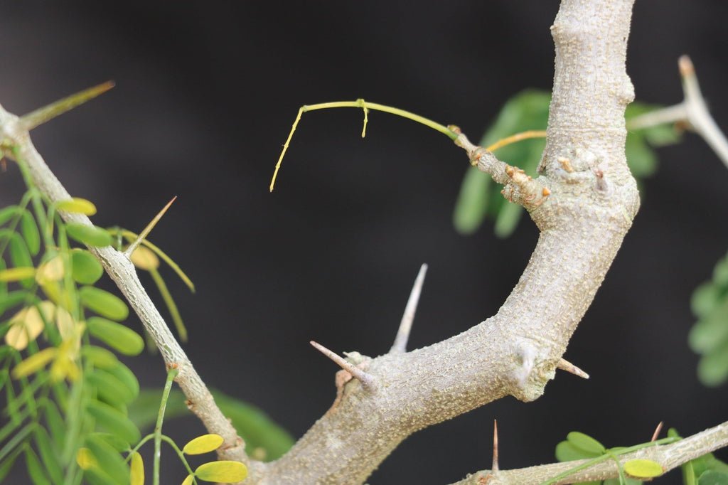 25 Year Old Flowering Brazilian Raintree Specimen Bonsai Tree Thorns