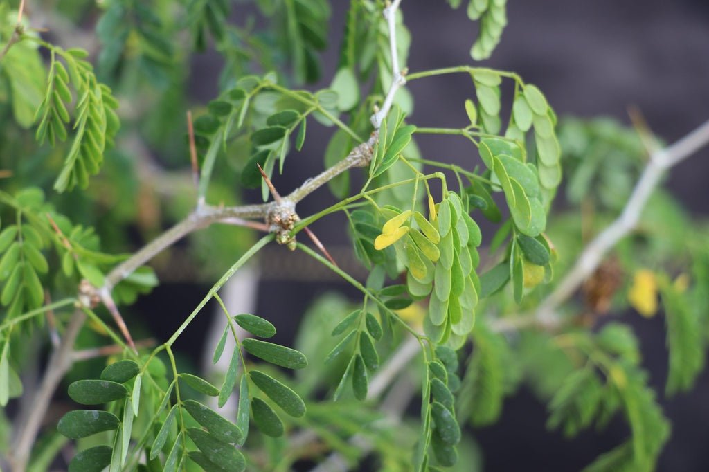 25 Year Old Flowering Brazilian Raintree Specimen Bonsai Tree Leaves